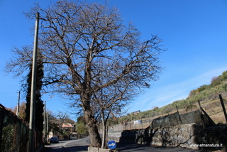 Castagno di Tremonti
